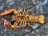Rare Lobster Finds Home At New England Aquarium